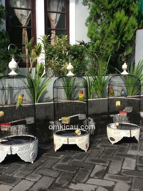 Penjemuran lovebird Kusumo