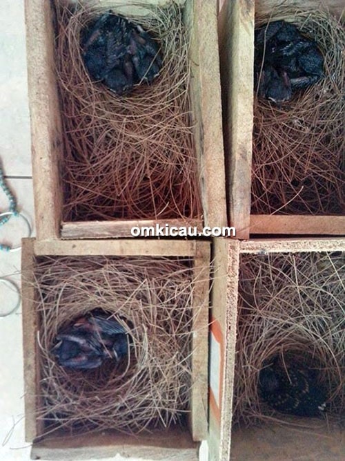 Breeding murai batu model poligami murni