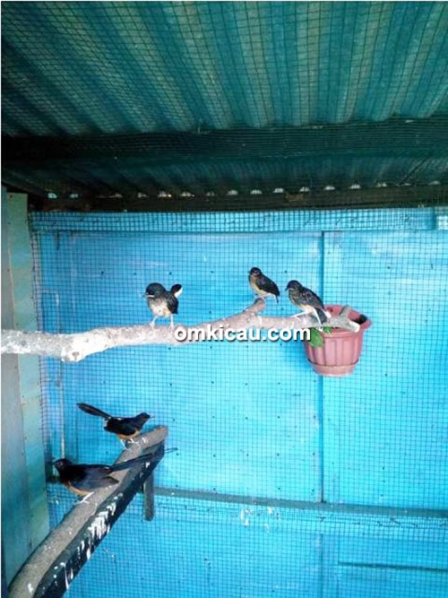 Breeding murai batu Eska BF Surabaya
