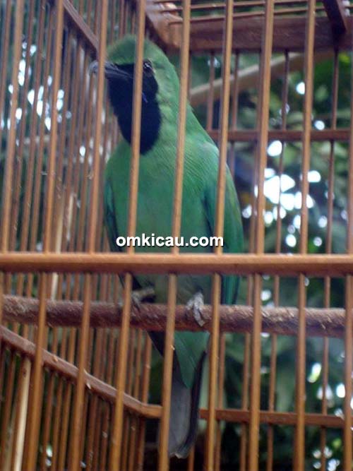 Cucak hijau Al Pacino