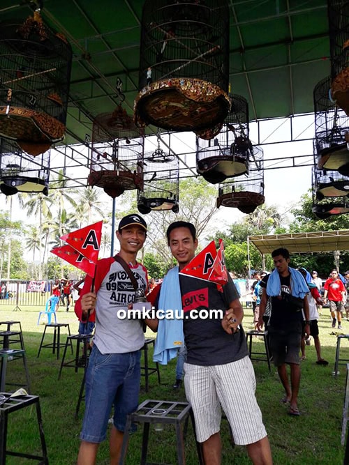 perawatan murai batu mick jagger perawatan murai batu mick jagger