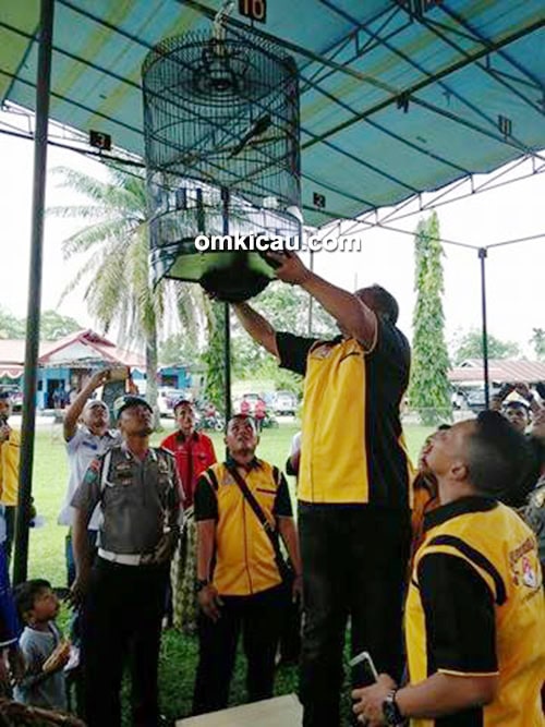 piala kapolres sarolangun lomba burung di sarolangun