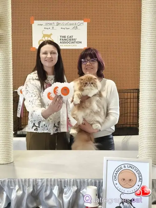 Premios Best Cat de Aslan en Ring4 en Orange Francia