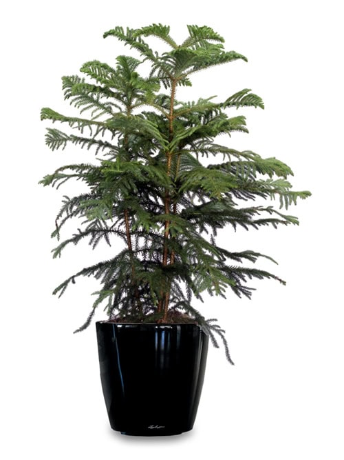 Norfolk Salon Cami Araucaria 3lü C-SAK193 - Görsel 2