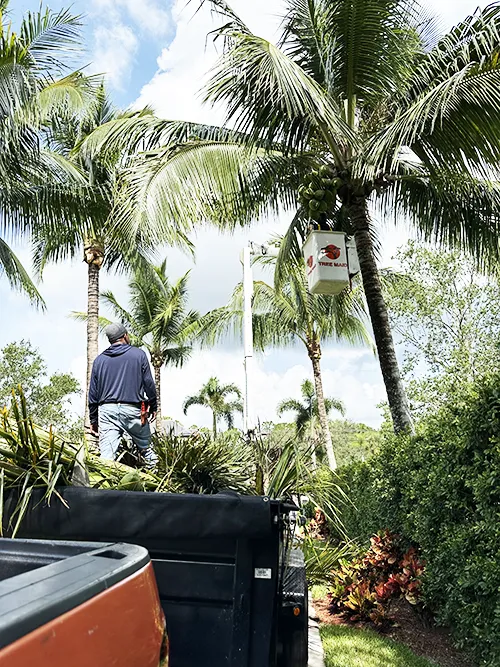 Tree Service & Trimming Lake Worth Beach by Tree Maid