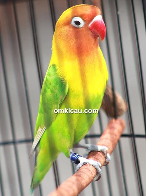 Lovebird Monica