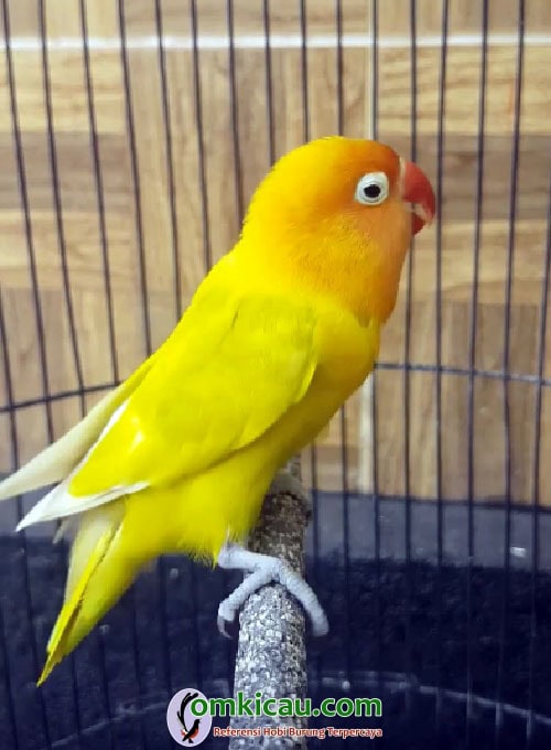 Lovebird Putri Dewi