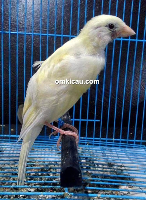ternak burung kenari