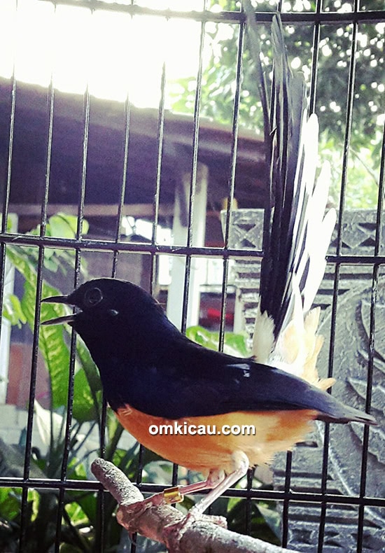 Breeding murai batu Kimseng BF Bekasi
