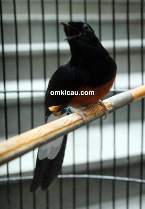 Breeding murai batu NSM BF Bogor