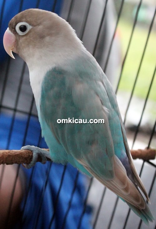 Lovebird Satria