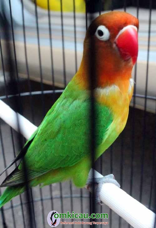 Lovebird Fretty