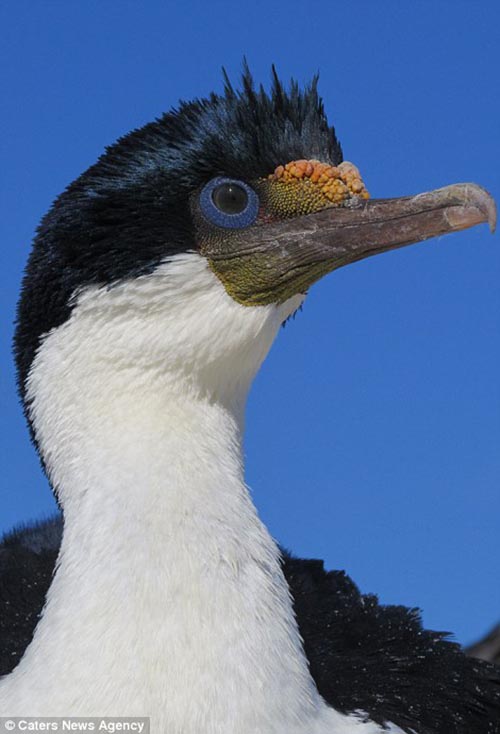 burung imperial cormorant