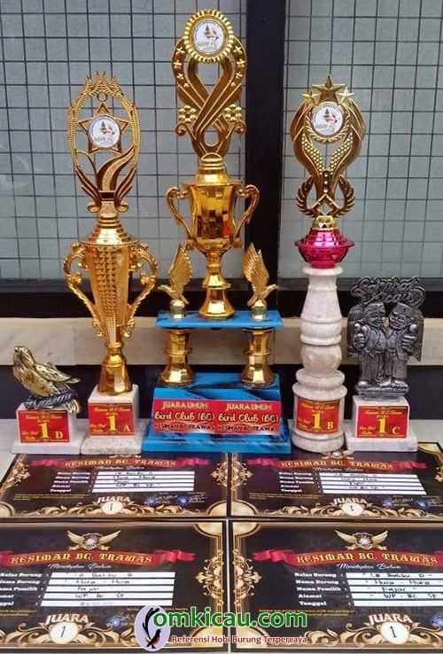 lovebird juara