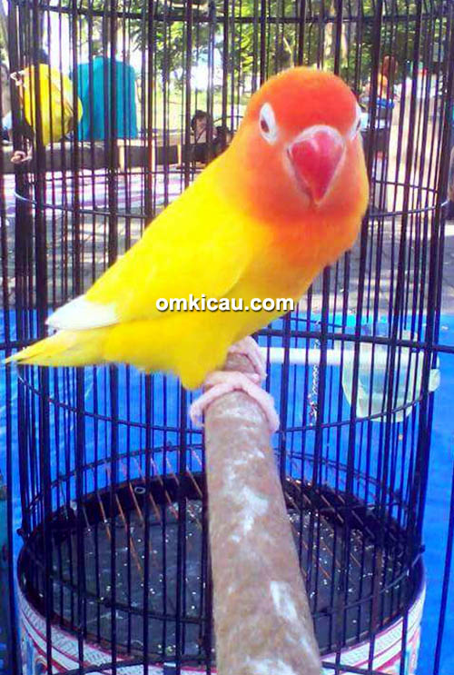 lovebird Yully lovebird Yully