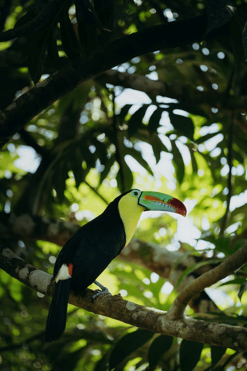 Endangered Birds of the Rainforest