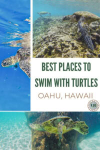 Here's a practical guide on where to swim with turtles on Oahu featuring some of the popular spots as well as some lesser known gems.