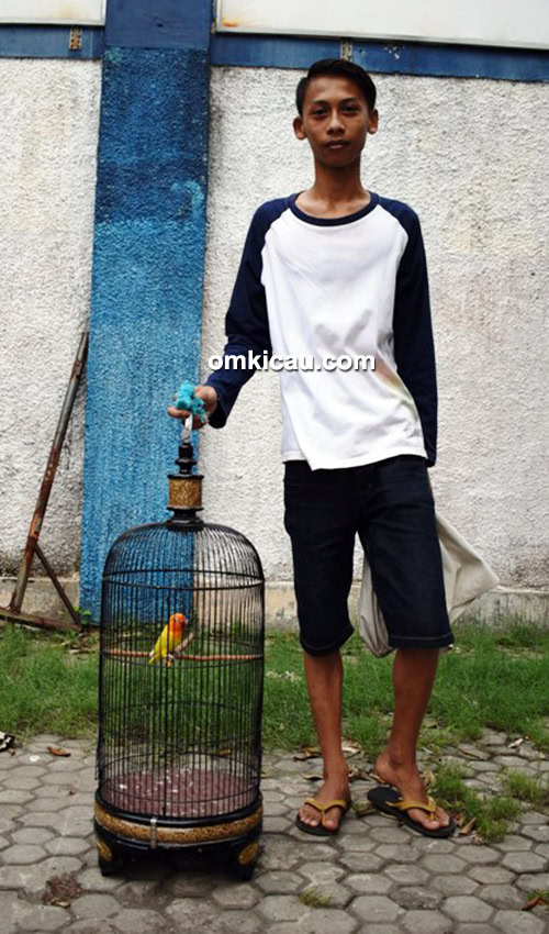 Lovebird Kumala