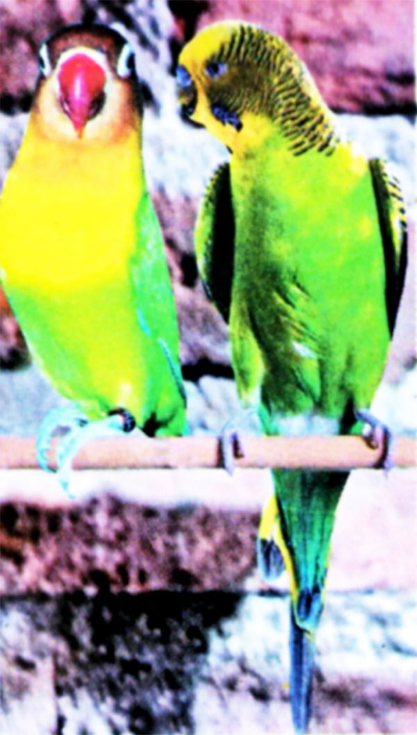 persilangan parkit dan lovebird