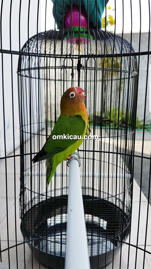 penangkaran lovebird Luwes BF