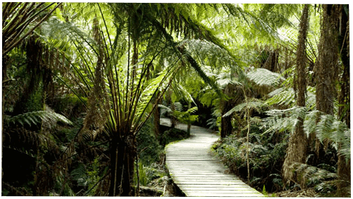 Maits Rest Rainforest Walks, Otways, Great Ocean Road. Maits Rest Rainforest Walk