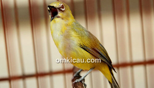 Pleci Kipas Sakti