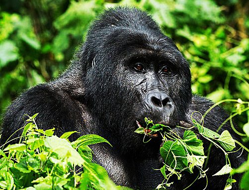 4 Days Akagera, Bwindi Gorillas and Lake Bunyonyi Safari