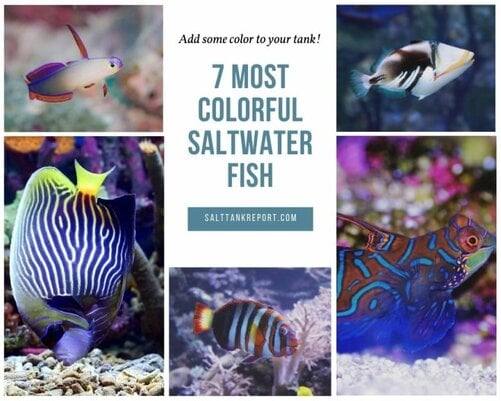 colorful saltwater fish