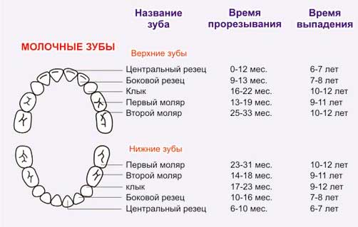 Разница между Молочными и Постоянными зубами 1 Схема расположения молочных зубов человека.