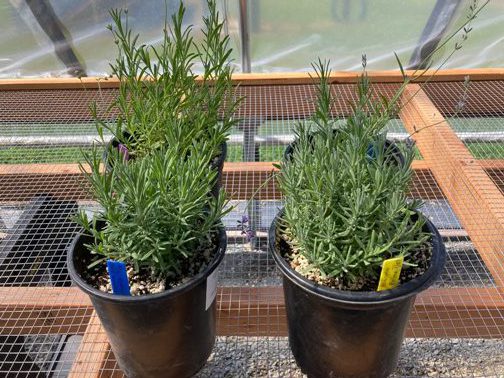 The Bald Butte Lavender Farm's live Hidcote lavender plants.
