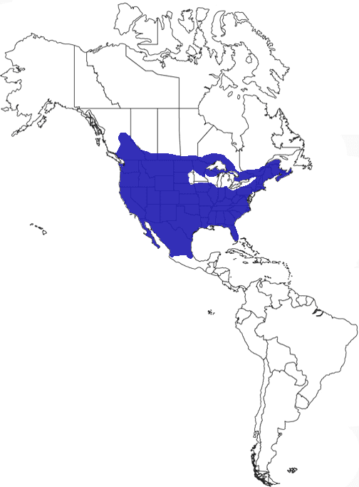 Bobcat Species Range Map