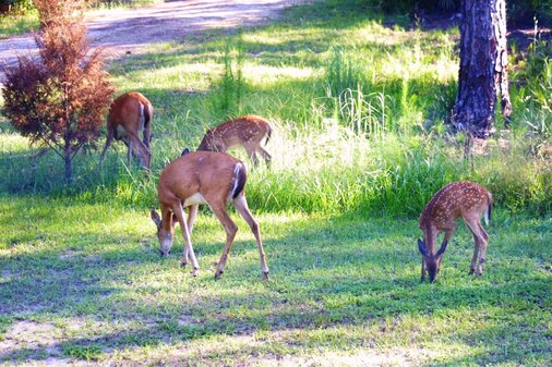 Deer looking after the land