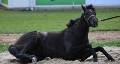 Brown and white horse resting on the ground