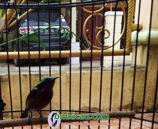 cara merawat burung konin
