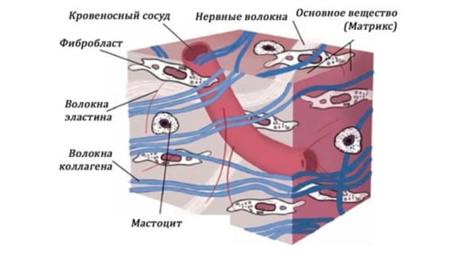 Состав фасции