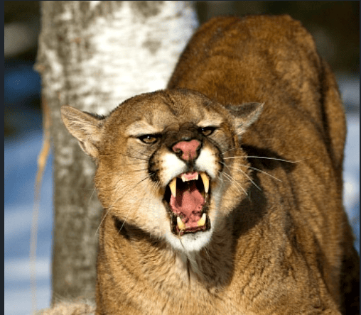 Mountain Lion spotted in Niagara Region