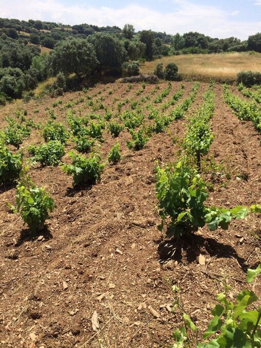 Viñas de Camino de los Arrieros