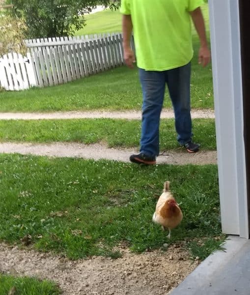 only Blondie the chicken survives