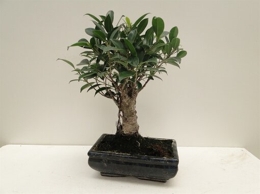 Pagano Bonsai Ficus Retusa (20) - Görsel 2