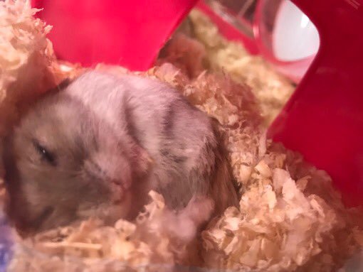 cold-hamster