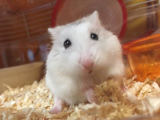 hamster