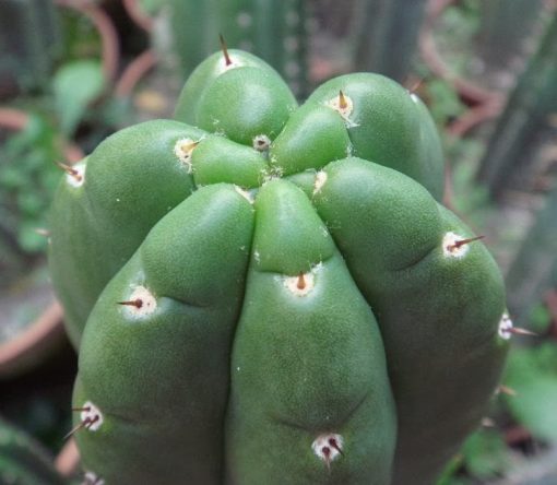 Buy Peyote Mescaline Freebase Buy Peyote Mescaline Freebase