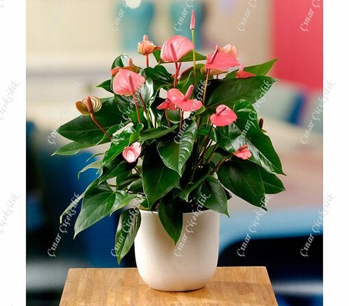 Büyük Antorium Pembe Şampiyon C-SAK119