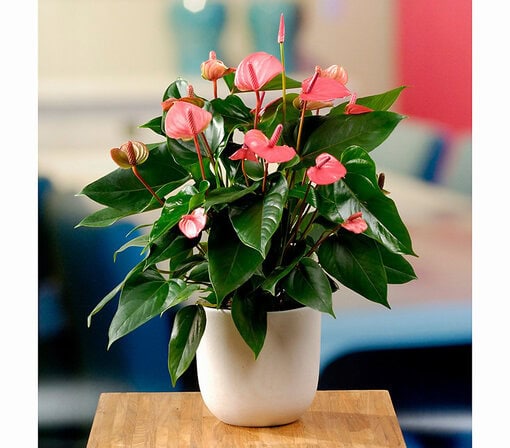 Büyük Antorium Pembe Şampiyon C-SAK119 - Görsel 2