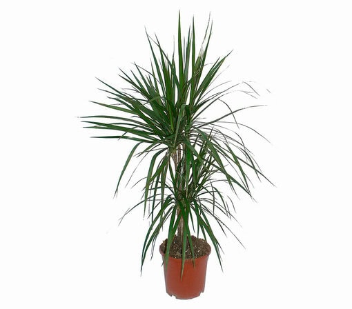 Dracaena Marg 2li Saksı Çiçeği C-SAK178 - Görsel 2