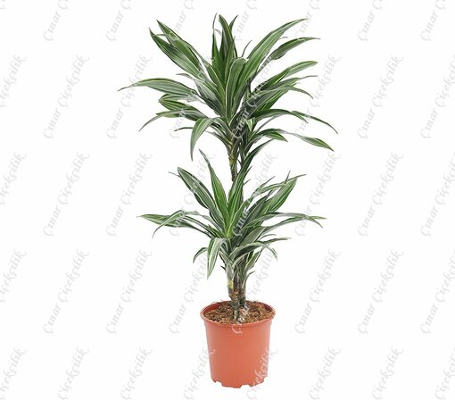 Drachenbaum Ulysses 2li Saksı Çiçeği C-SAK186