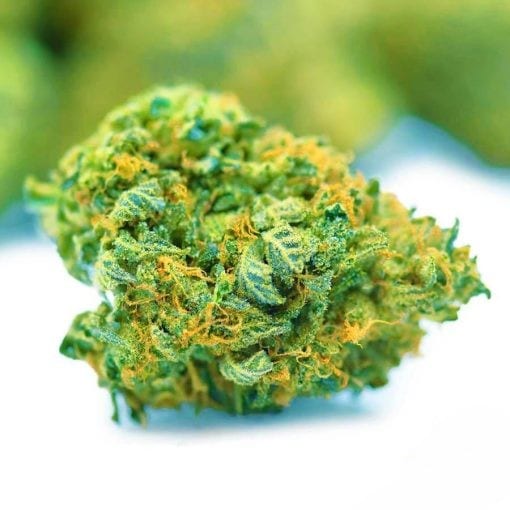 (BULK) Rockstar Master Kush - AAAA
