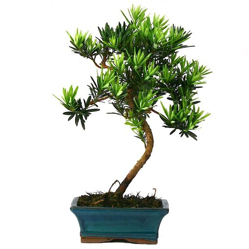 Bonsai Linex Ağaç (Ortaboy) - Görsel 2
