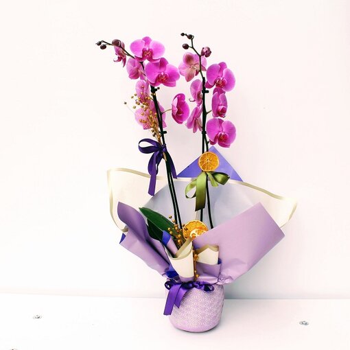 Çiftli Pembe Felix Orkide - Görsel 3