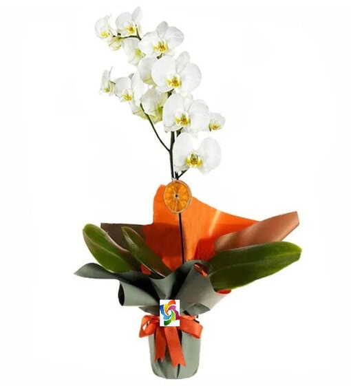 Beyaz Orkide Siparişi, Gönder Tek Dal - Görsel 3
